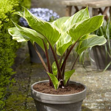 Hosta Sorbet - Hartlelie