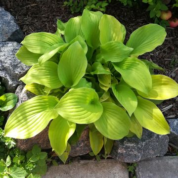 Hosta Sun Mouse - Hartlelie