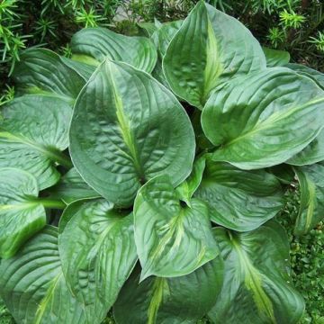 Hosta Victor - Hartlelie