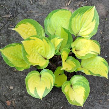 Hosta Volcano Island - Hartlelie