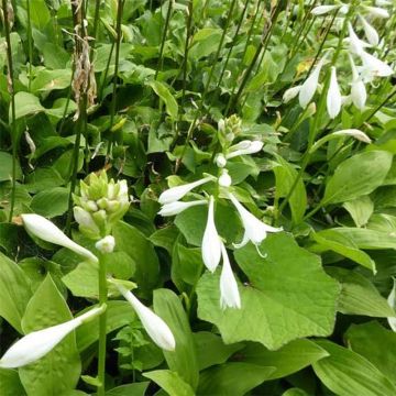Hosta White Trumpets - Hartlelie