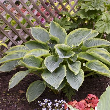 Hosta Wu-La-La - Hartlelie