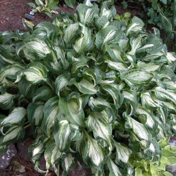 Hosta Allegan Fog - Hartlelie