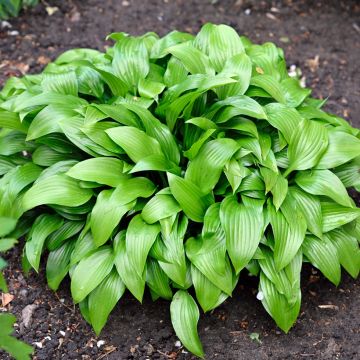 Hosta clausa var. normalis - Hartlelie