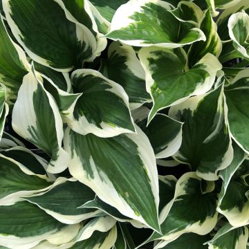 Hosta fortunei Patriot - Hartlelie