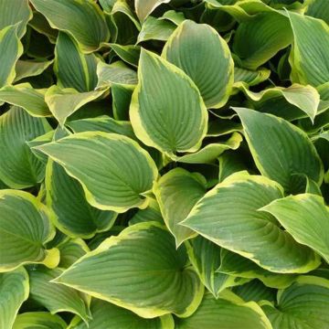 Hosta montana Yellow River - Hartlelie