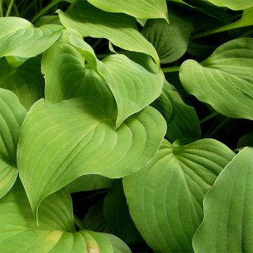 Hosta nakaiana - Hartlelie