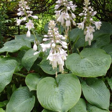 Hosta sieboldiana elegans - Hartlelie