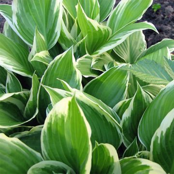 Hosta Summer Fragrance - Hartlelie