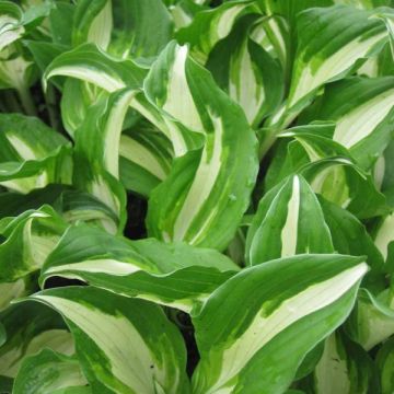 Hosta undulata Mediovariegata - Hartlelie