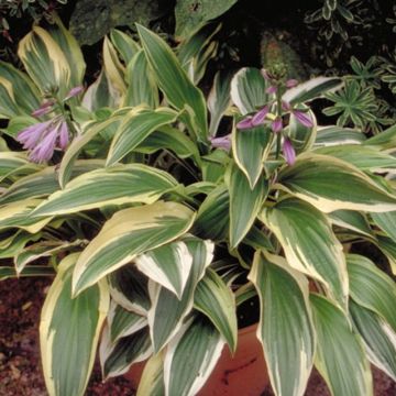 Hosta Yellow Splash Rim - Hartlelie