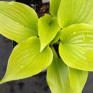 Hosta Appletini