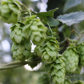 Hop Hallertauer Tradition - Humulus lupulus