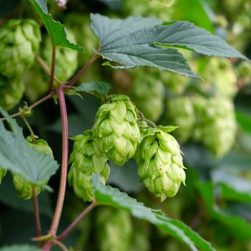 Hop Pure (vrouwelijke hop) - Humulus lupulus