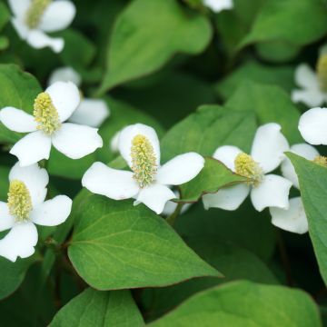 Houttuynia cordata - Moerasanemoon