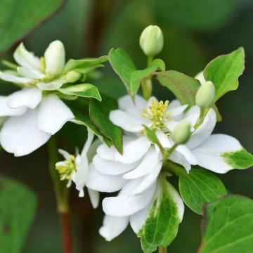 Houttuynia cordata Flore Pleno - Moerasanemoon