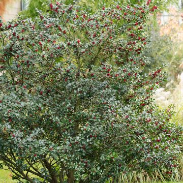 Ilex aquifolium Alaska - Hulst