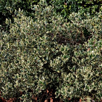 Ilex aquifolium Argenteomarginata - Hulst bont