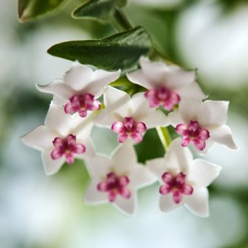 Hoya bella - Wasbloem