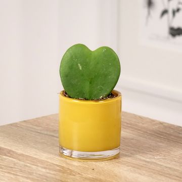 Hoya kerrii - Hartjesplant