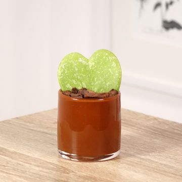 Hoya kerrii Splash - Hartjesplant