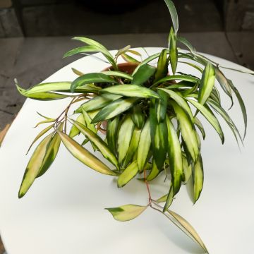 Hoya wayetii Tricolor - Wasbloem