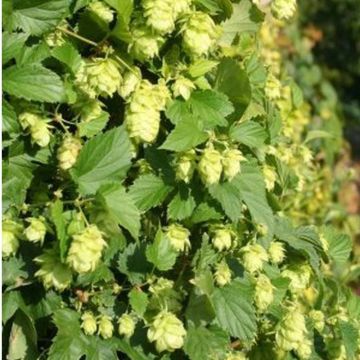 Hop Nordbrau - Humulus lupulus