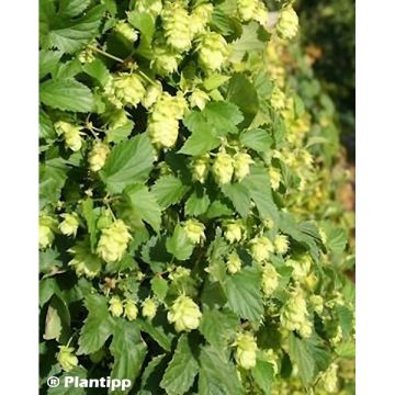 Hop Prima Donna - Humulus lupulus