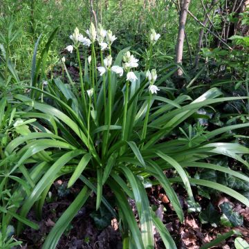 Boshyacint Wit - Hyacinthoides non scripta Alba