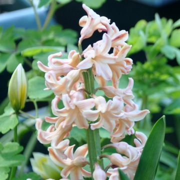 Hyacint Firelight - Hyacinthus orientalis