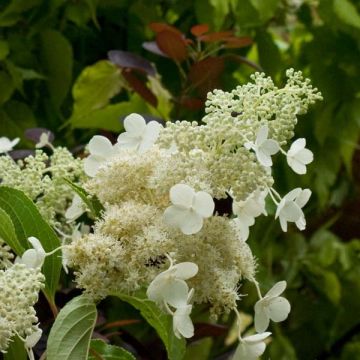 Hydrangea paniculata Kyushu - Pluimhortensia