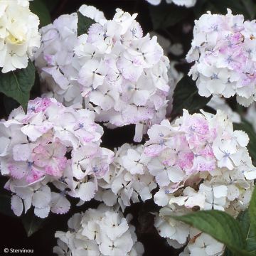 Hydrangea serrata Impératrice Eugénie - Bolhortensia