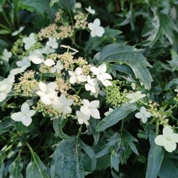 Hydrangea arborescens Emerald lace - struikhortensia