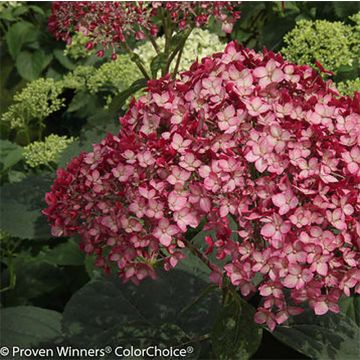 Hydrangea arborescens Ruby Annabelle - struikhortensia