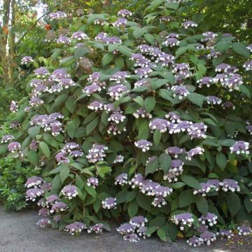 Hydrangea aspera Bellevue - Fluweelhortensia