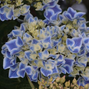 Hydrangea macrophylla Lady Fujiyo - Boerenhortensia