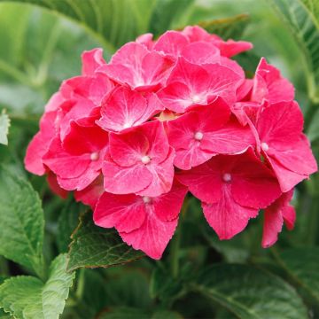 Boerenhortensia Alpenglühen