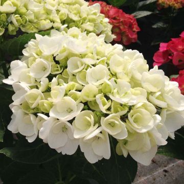 Hydrangea macrophylla Rendez-Vous Angelique - Bolhortensia