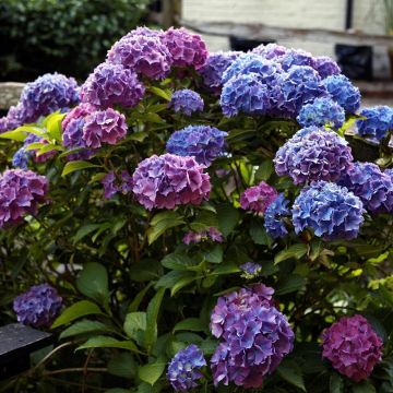 Hydrangea macrophylla Blauer Zwerg - Bolhortensia