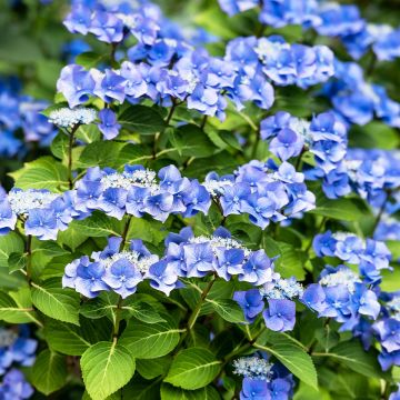 Hydrangea macrophylla Blue Sky - Schermhortensia