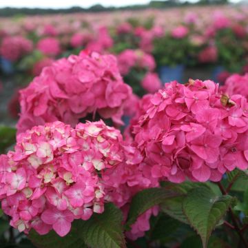 Hydrangea macrophylla Endless Summer Bloomstar - Bolhortensia