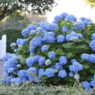 Hydrangea macrophylla Endless Summer The Original Blue - Bolhortensia