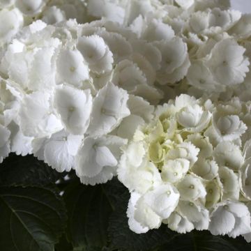 Hydrangea macrophylla Everbloom White Wonder - Boerenhortensia