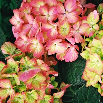 Hydrangea macrophylla Fantasia - Bolhortensia