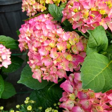Hydrangea macrophylla Gräfin Cosel - Hortensia