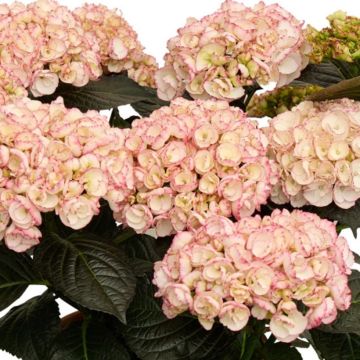 Hydrangea macrophylla Midnight Pearl - Hortensia