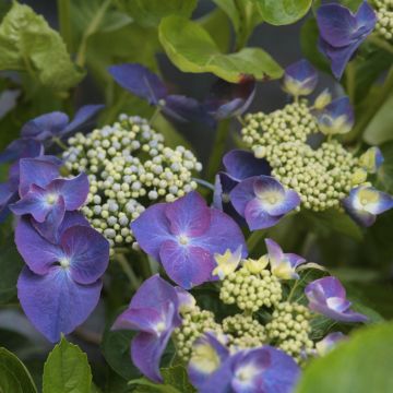 Hydrangea macrophylla Nachtigall - Schermhortensia