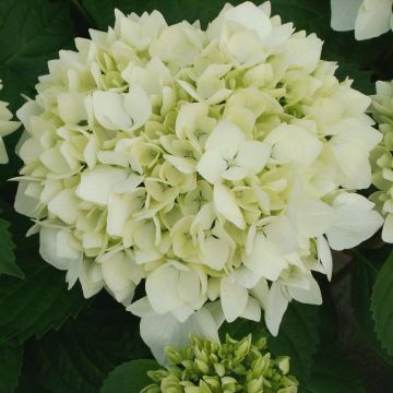 Hydrangea macrophylla Soeur Thérèse - Bolhortensia