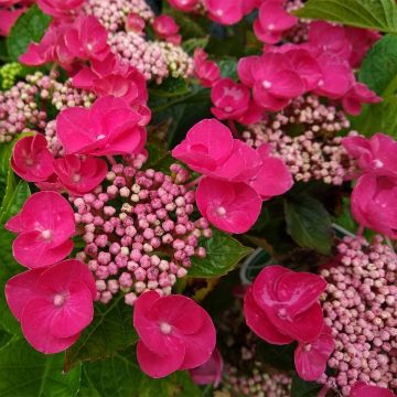 Hydrangea macrophylla Teller Red -  - Schermhortensia
