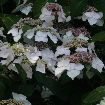 Hydrangea macrophylla Veitchii - Schermhortensia